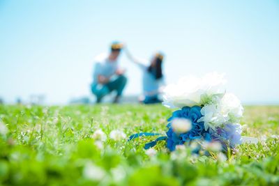 White flowering plants on field against clear sky