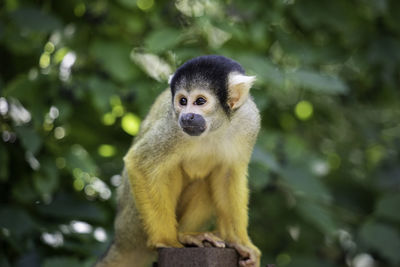 Portrait of monkey sitting on tree