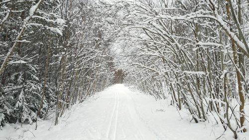 Snow covered bare trees in forest