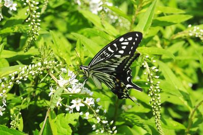 Close-up of butterfly pollinating flower