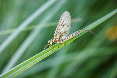 Close-up of mayfly on grass