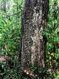 Close-up of tree trunk in forest