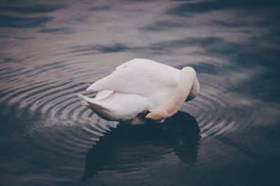 High angle view of swan swimming in lake