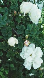 Close-up of white flowers