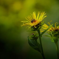 Close-up of insect on flower