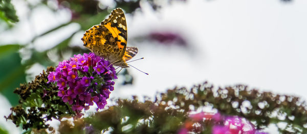 Close-up of butterfly pollinating on pink flower