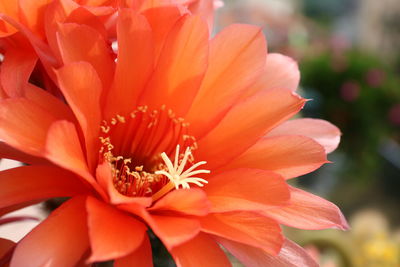 Close-up of orange flower