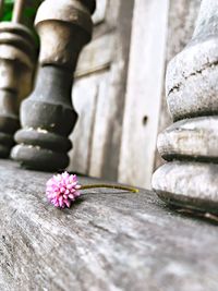 Close-up of flower against blurred background