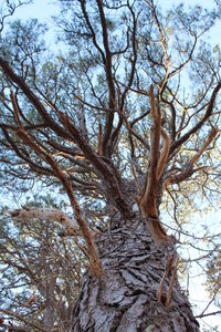 Low angle view of bare tree against sky