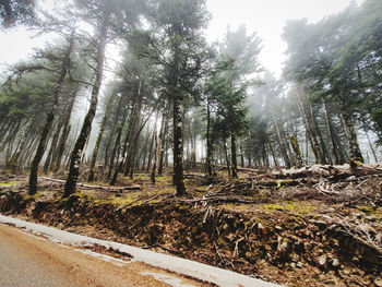 Trees in forest against sky