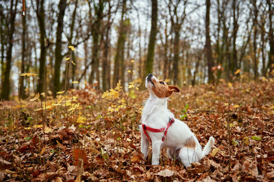 Dog walking in autumn park
