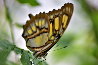 Close-up of butterfly on leaf