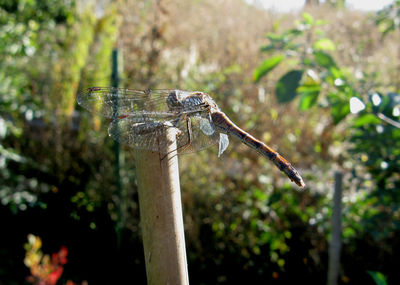 Close-up of dragonfly on plant