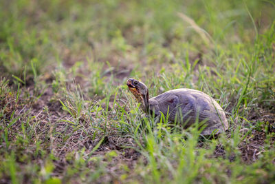 Sideview turtle on grass.