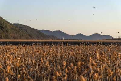 Crops growing on field against sky