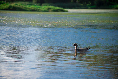 Ducks swimming in lake