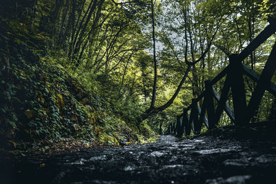 Trees growing in forest