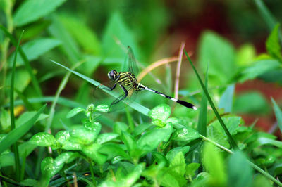 Close-up of insect on plant