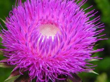 Close-up of purple flower blooming outdoors