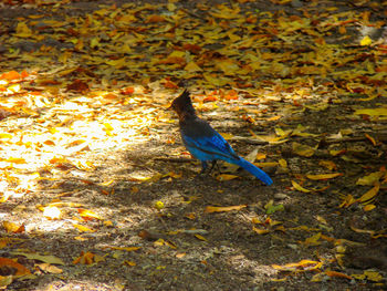 Bird perching on leaves