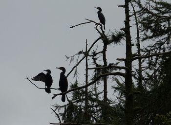 Low angle view of birds perching on tree