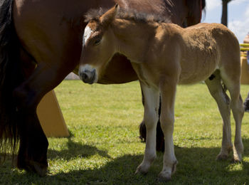 Horses grazing in a field