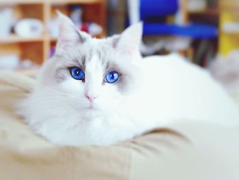 Close-up portrait of cat