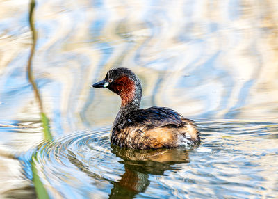 Duck swimming in lake