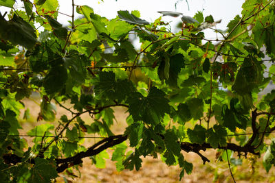 Low angle view of leaves on tree