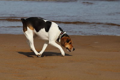 Dog on beach