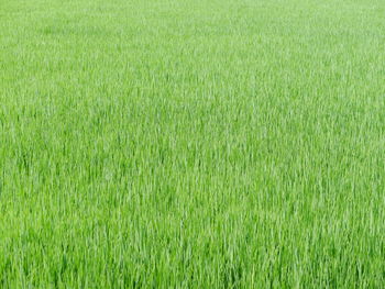 Scenic view of agricultural field