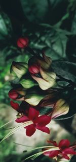 Close-up of rose plant