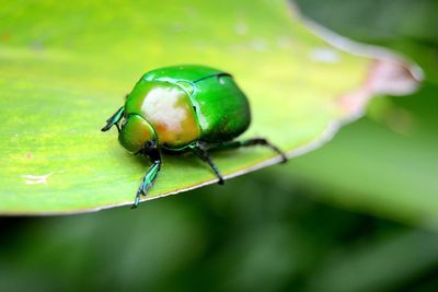 Close-up of jewel beetle on leaf