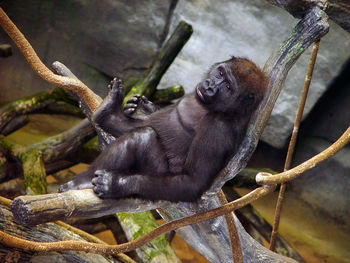 Close-up of monkey on tree branch