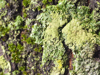 Full frame shot of moss growing on tree trunk