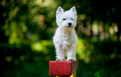 Close-up portrait of dog against trees