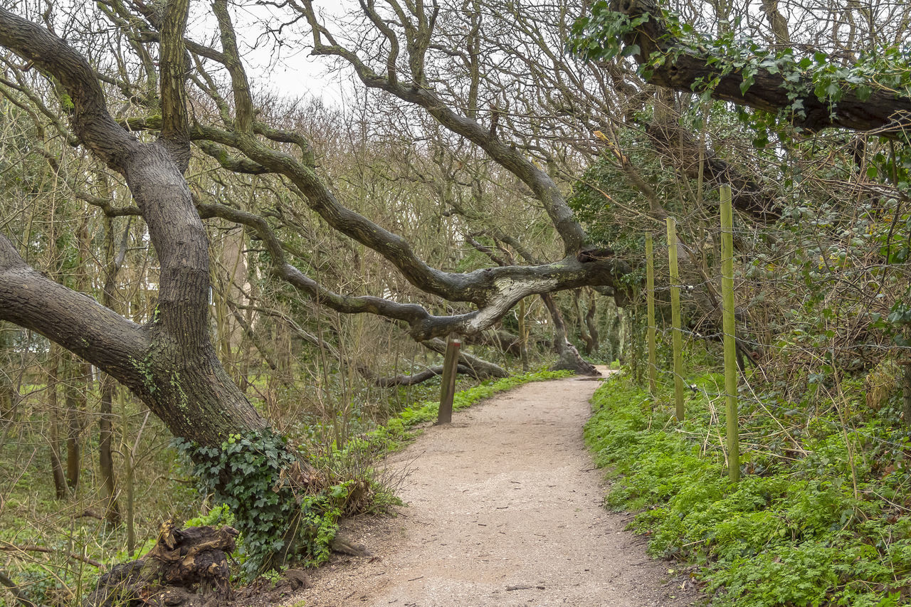 TRAIL ALONG TREES IN FOREST