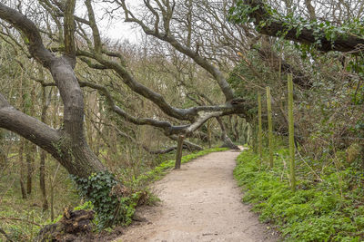 Footpath amidst trees in forest