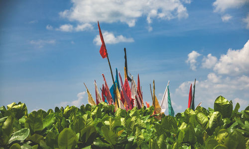 Multi colored flags amidst plants against sky