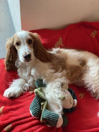 Portrait of dog relaxing on bed