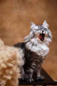 Cat yawning