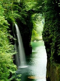 Scenic view of waterfall in forest