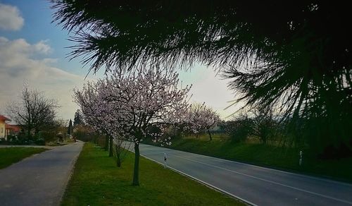 Trees against sky