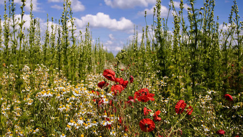 Scenic view of flowering plants on field against sky