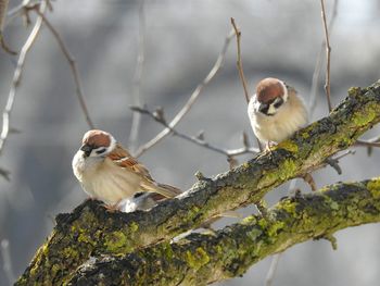 Low angle view of sparrows on branch