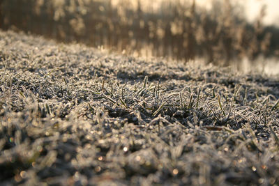 Close-up of dry plants on land