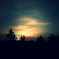 Silhouette of trees at sunset