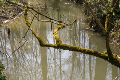 Reflection of trees in lake