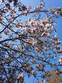 Low angle view of flowers against blue sky