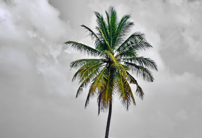 palm tree